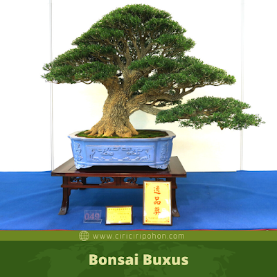 Bonsai Buxus