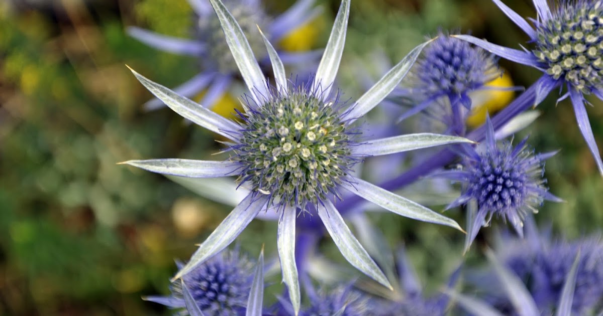CARDO BLANCO ERYNGIUM BOURGATII