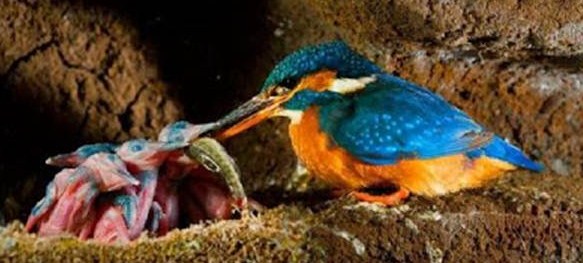 Cara Mengetahui Lokasi Sarang Burung Tengkek Udang Di Habitatnya