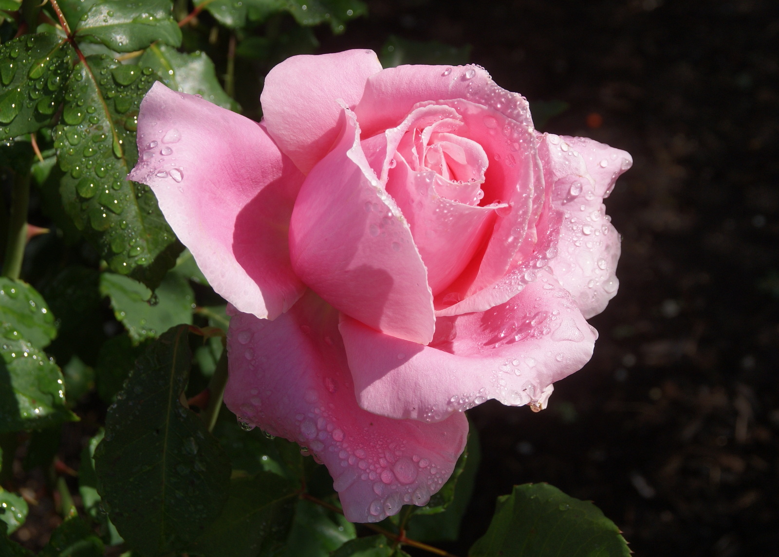 Olivia Rose Austin Archives Ramblings From A Desert Garden