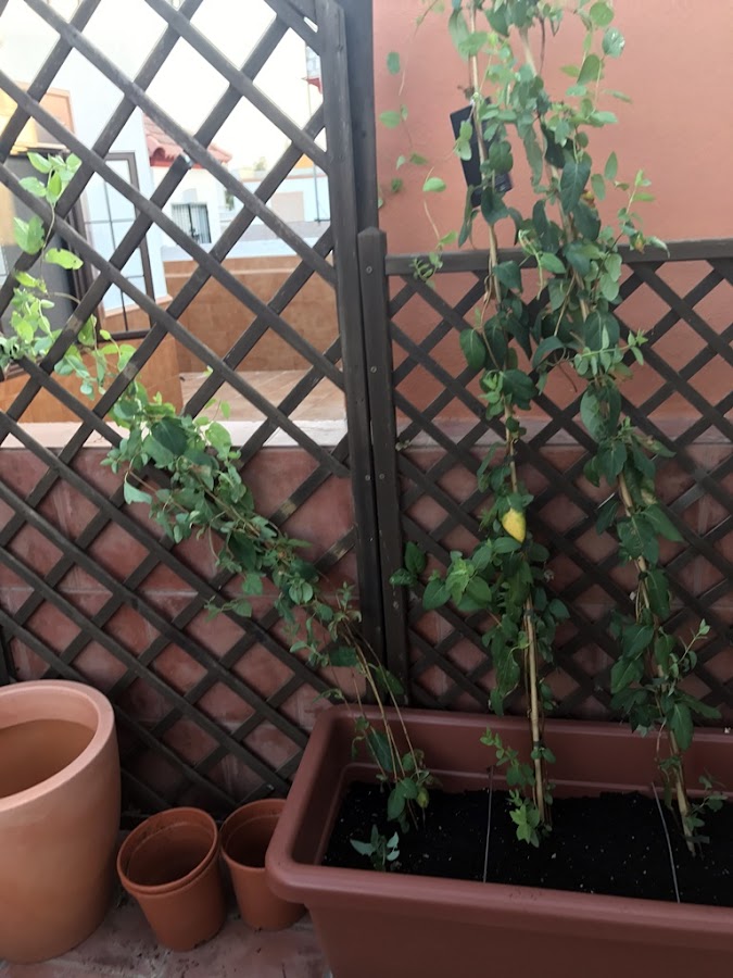 Preparar plantas para la terraza