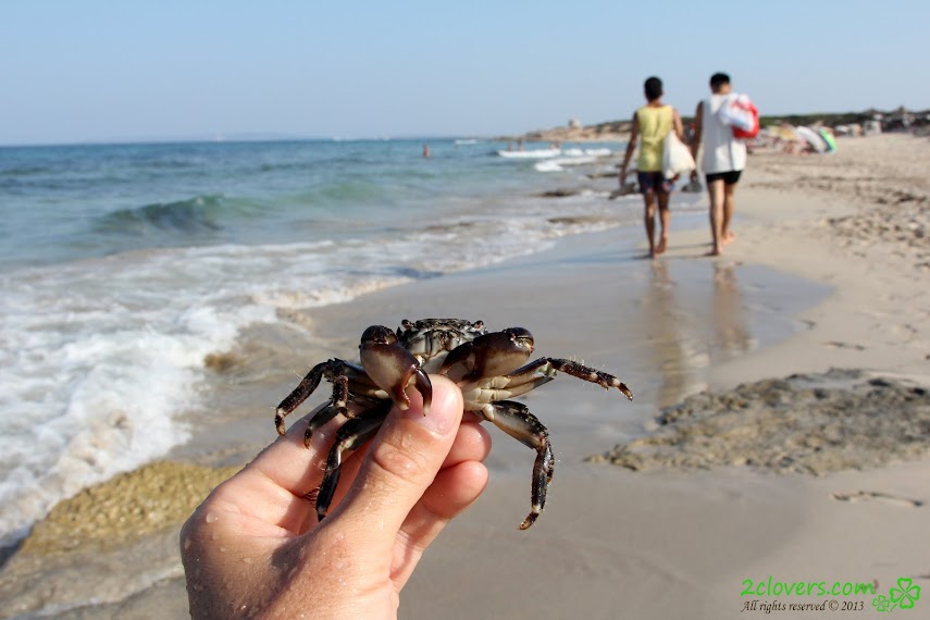 1500057856_img_2529 [2Clovers.Com] Clover - Es Cavallet Beach, Part 1-2