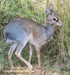 Kirki´s Dik dik