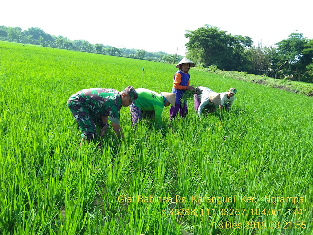 Jaga Kesuburan Tanaman Padi Babinsa Bantu Petani Cabut Rumput Di Sawah Jaga Kesuburan Tanaman Padi Babinsa Bantu Petani Cabut Rumput Di Sawah