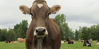 Brown Swiss Cattle Advantages, Disadvantages, Facts, Price