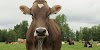 Brown Swiss Cattle Advantages, Disadvantages, Facts, Price