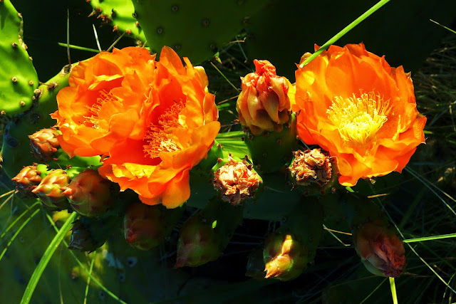 cactus%2Bflowers.%2BNov%2B28%2B2913jpg.jpg