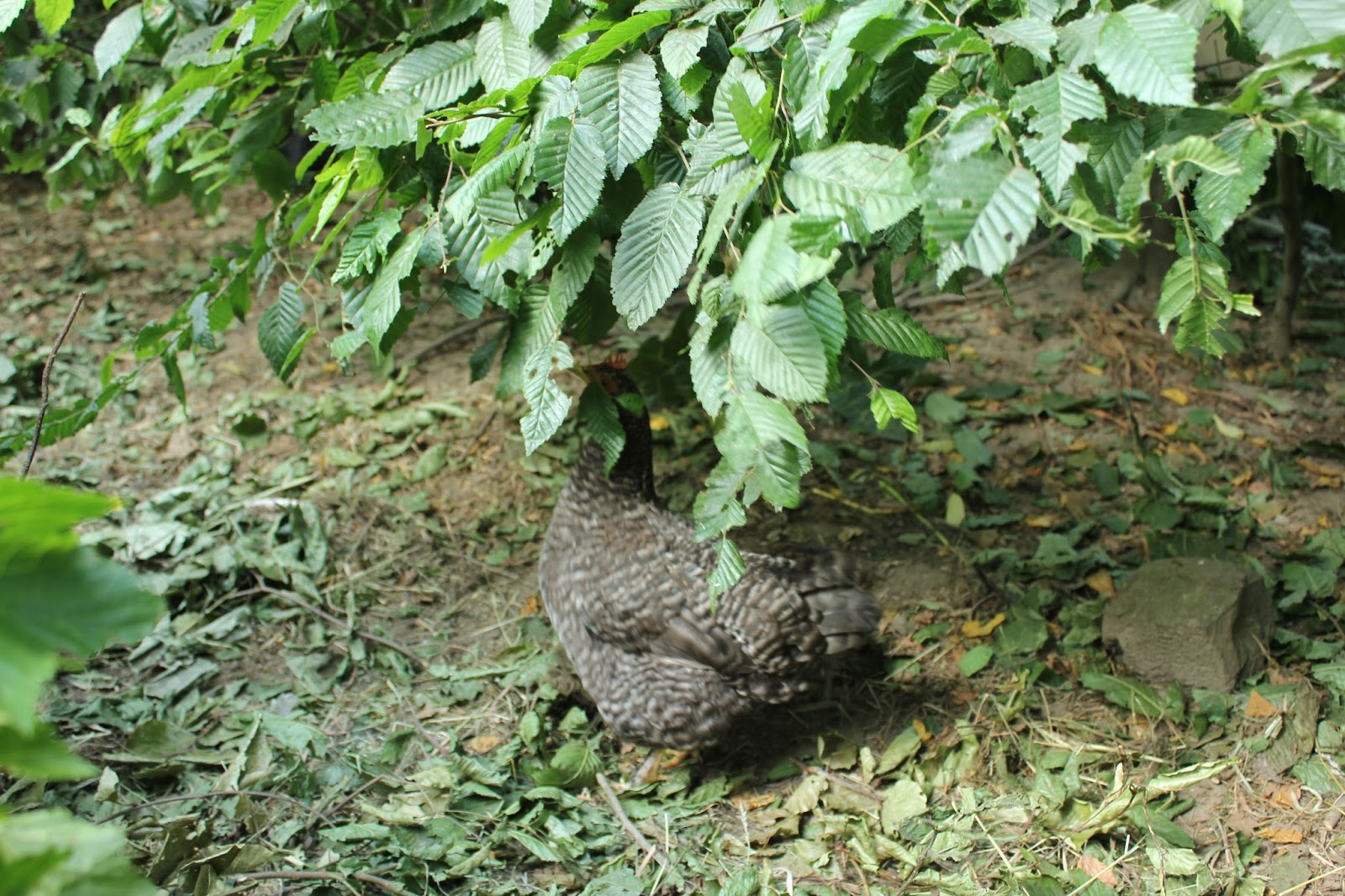 Food for Free. Fabulous Forage Part 3. Tree Fodder & Tree Hay The