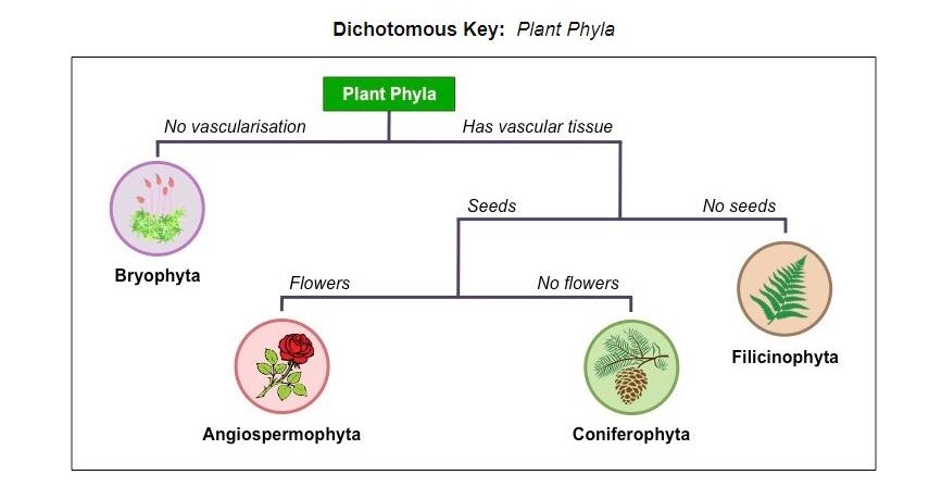 what is simple classification