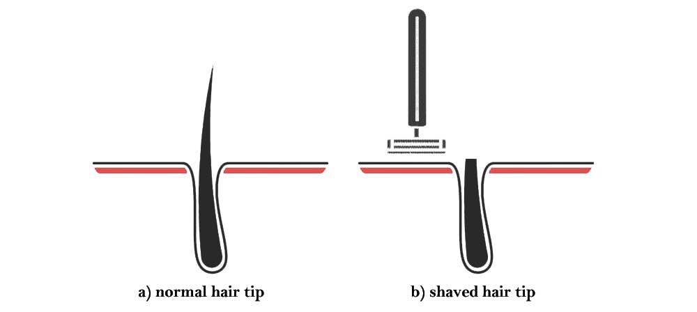 does hair grow thicker when shaved Nude resort porn pics