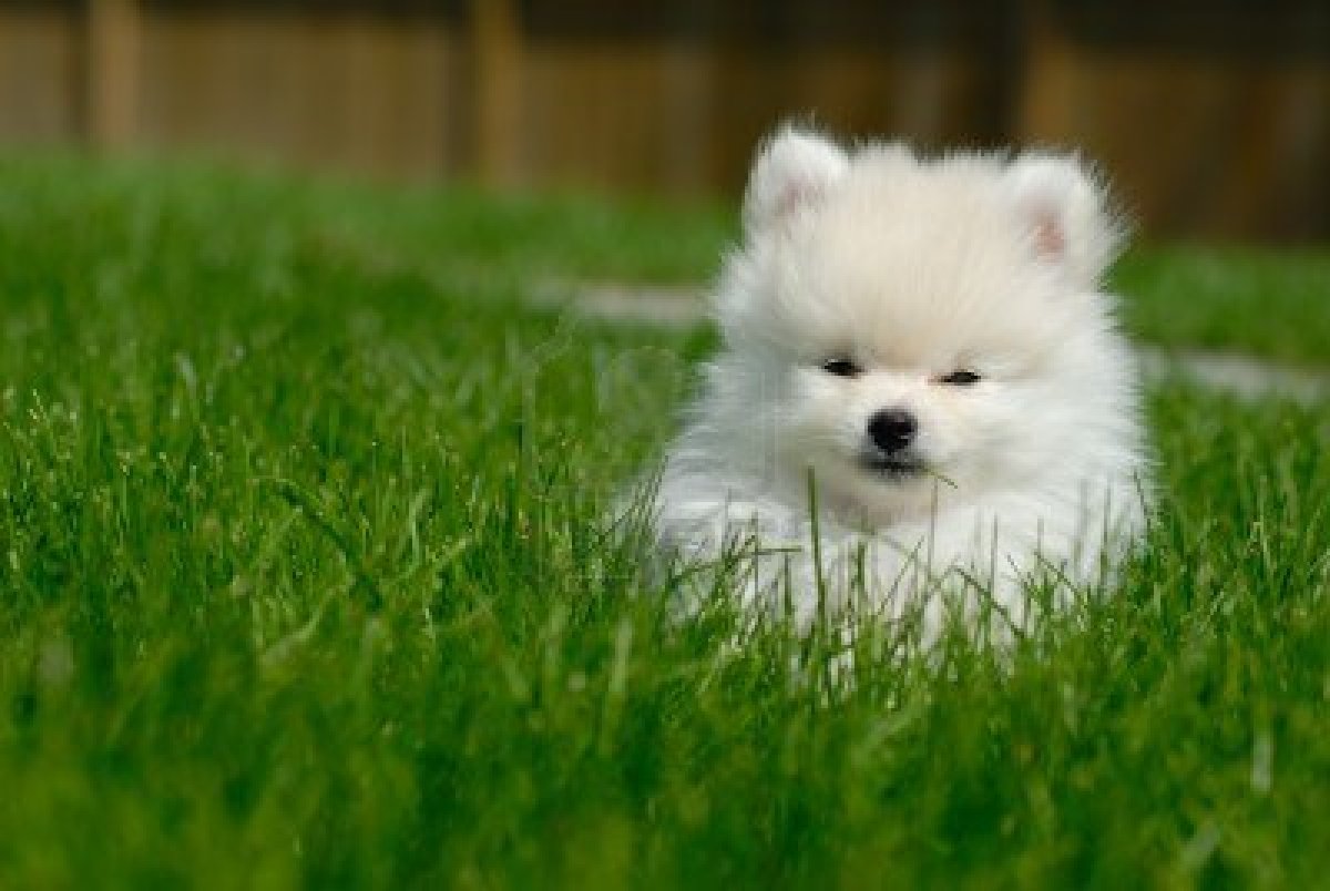 Cute Puppy Dogs: White Pomeranian Puppies