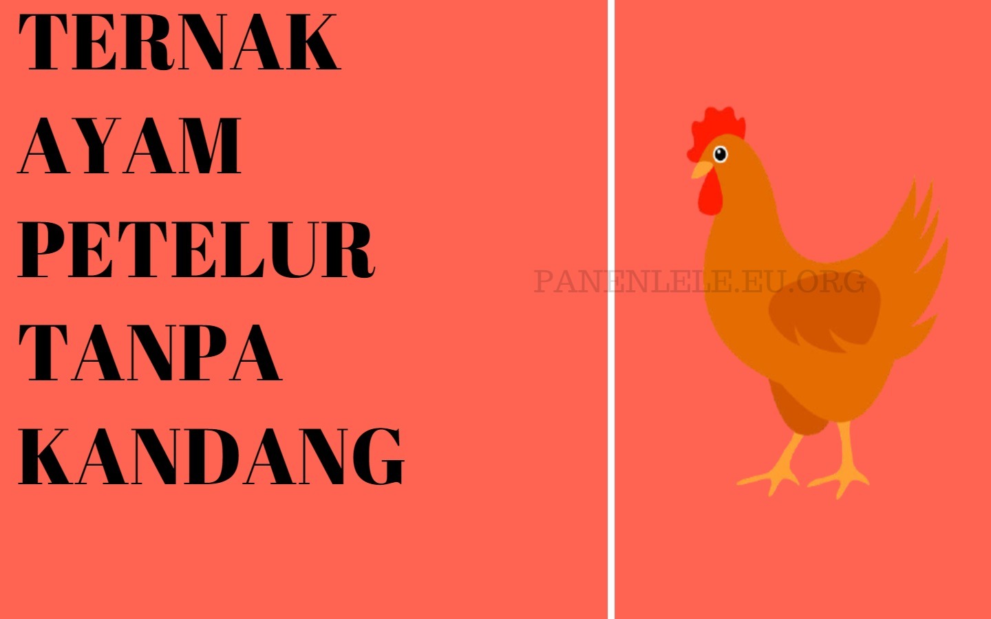 Cara Ternak Ayam Petelur Tanpa Kandang Dan Kelebihannya Panenlele