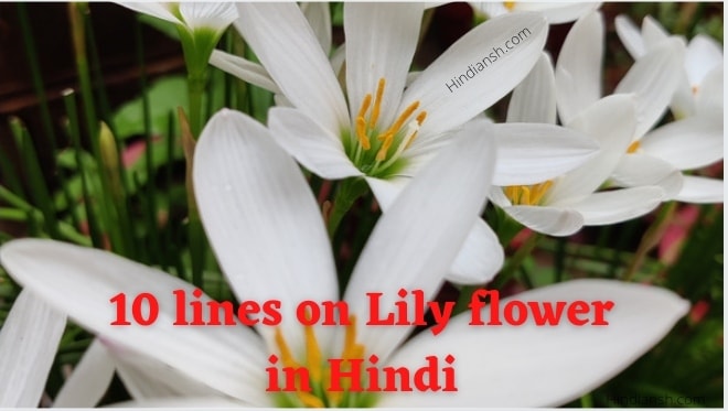 lily essay in hindi language