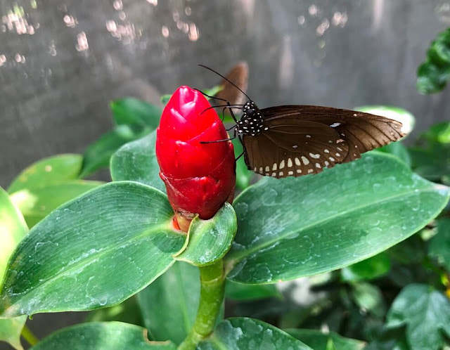 Bai Orchid and Butterfly Farm - BORBOLETAS