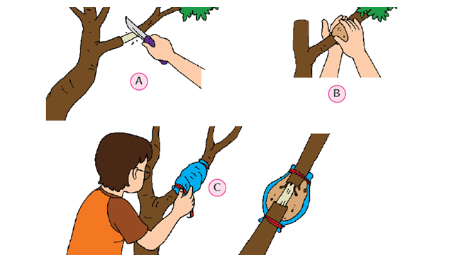 Pembelajaran 6 Subtema 4 Pertumbuhan Dan Perkembangan Tumbuhan Mikirbae Com