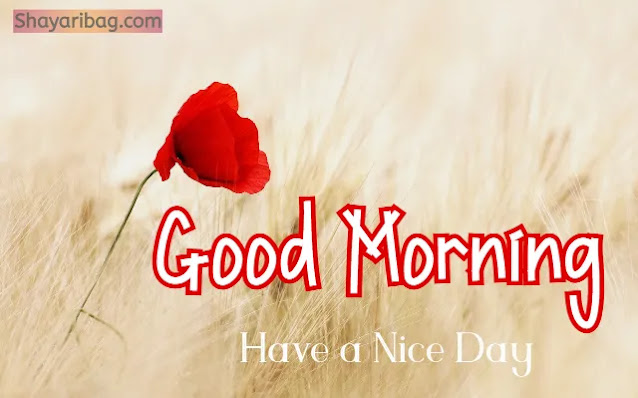 Good Morning Images Good Morning Images
