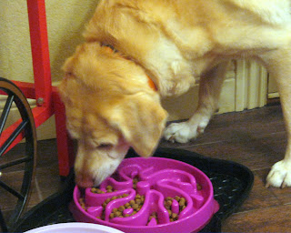 Daisy works her way around the Fun Feeder as she slowly eats her dog food.