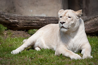 Dişi beyaz aslan