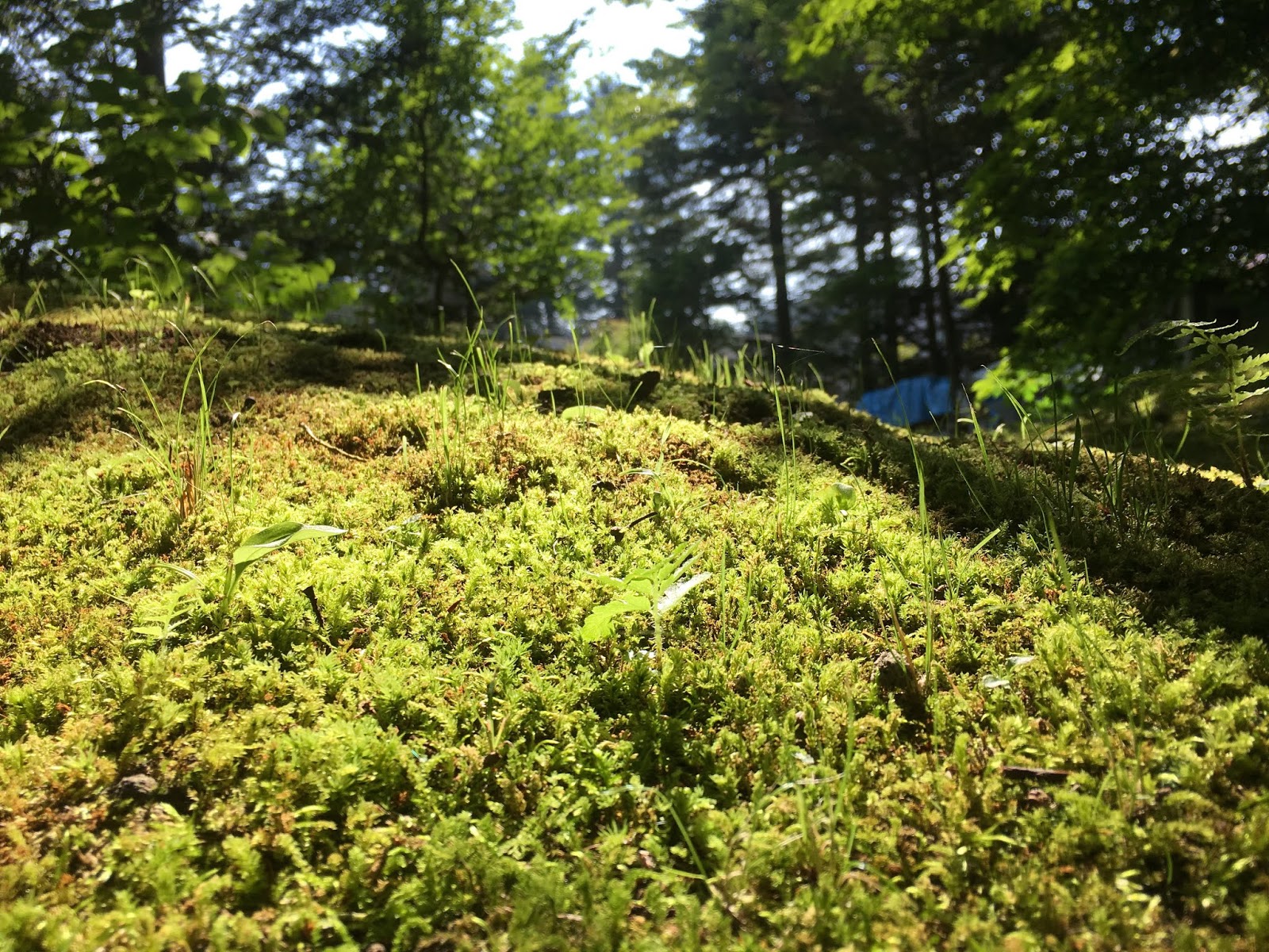 Moss The Miracle Plant Perfectly at Home in Humid Japan