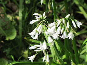 white-flower-onion