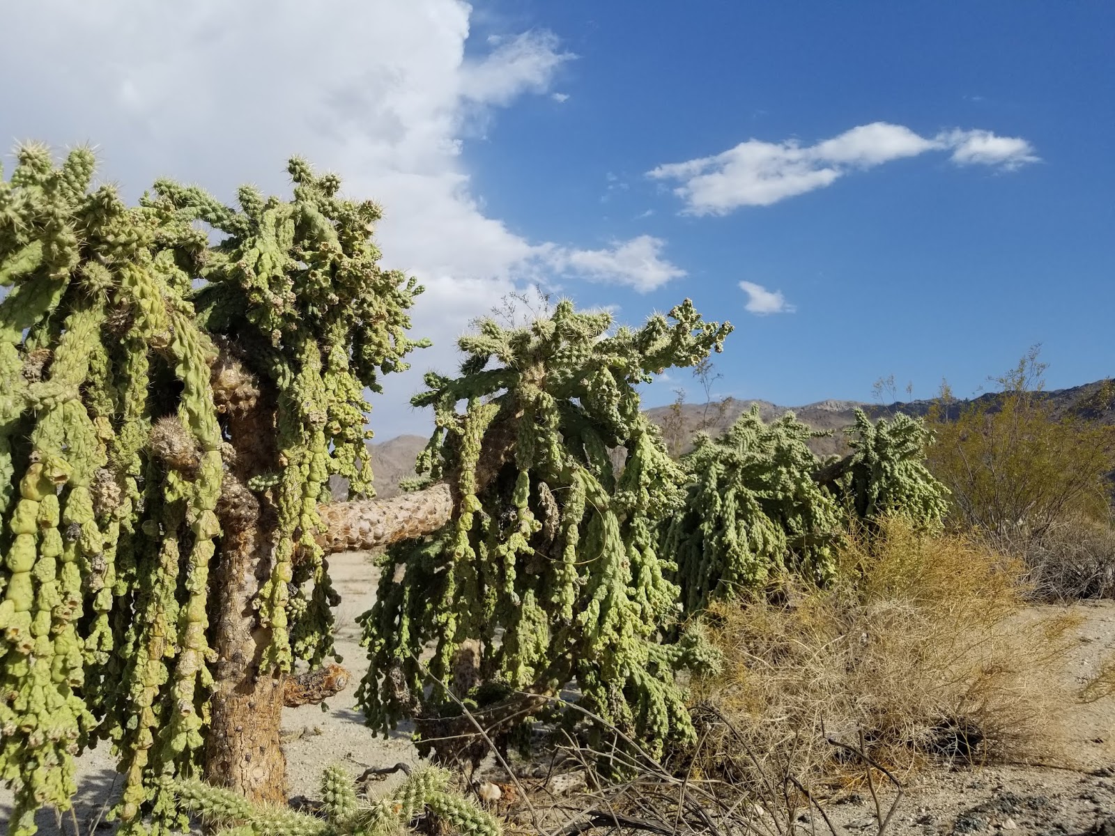 29 PALMS FOR TWO SCORPIONS CYLINDROPUNTIA FULGIDA