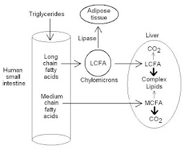 fatty acids digestion