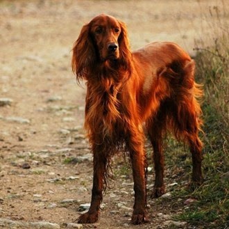 Irish Setter Male Dog Names | 75 unique names for irish setter males strong celtic and irish Irish Setter Male Dog Names | 75 unique names for irish setter males strong celtic and irish