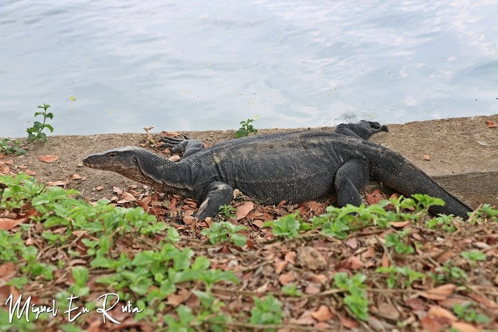 Lagarto monitor en Lumpini, Bangkok