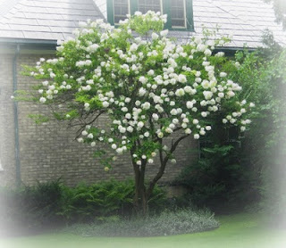 Peegee Hydrangea
