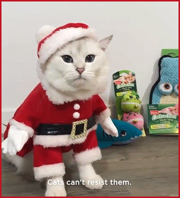 Christmas Cat GIF • ‘Coby’ is one of the most beautiful white Santa cat and Santa claws, haha! Christmas Cat GIF • ‘Coby’ is one of the most beautiful white Santa cat and Santa claws, haha!