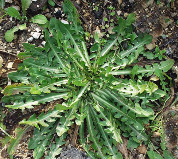 CICORIA SELVATICA () CICORIA SELVATICA ()