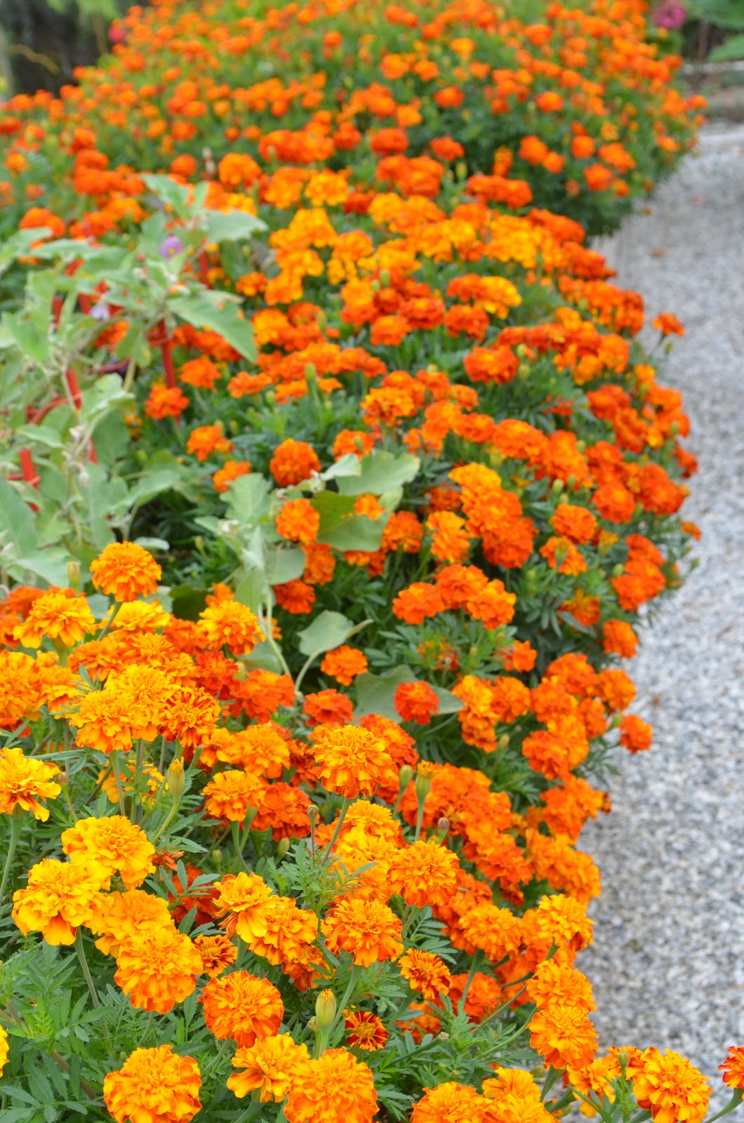 Entertaining From an Ethnic Indian Kitchen Rediscovering Marigolds