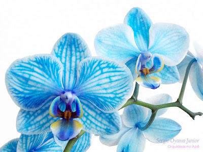 Orquídea Phalaenopsis azul