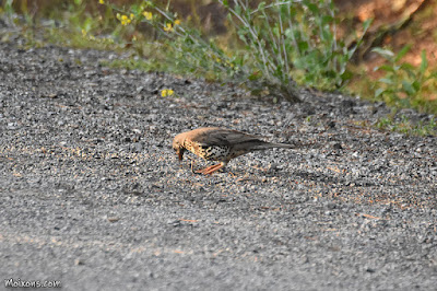 Griva (Turdus viscivorus)