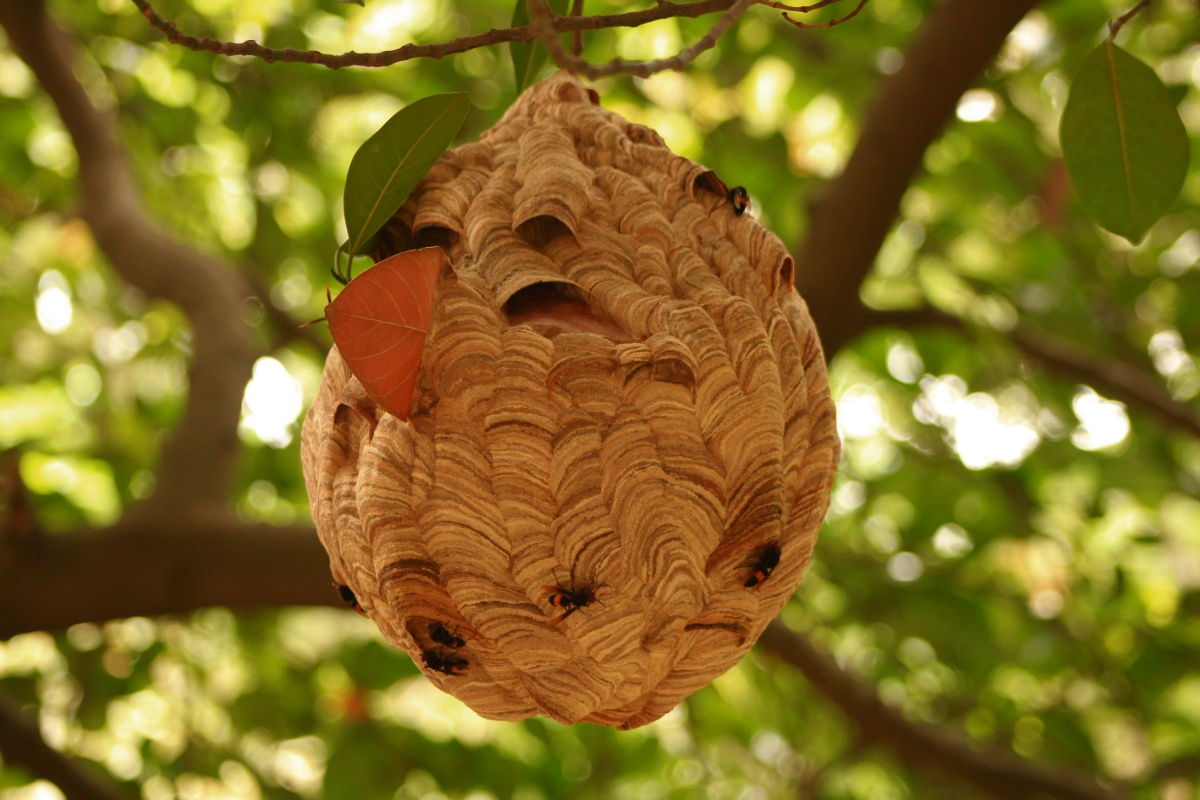 Life at Dharwad: Wasp Hive