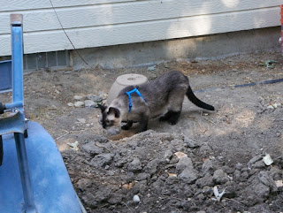 Picture taken of Yum Yum as my wife and daughters took her for a last walk in the yard