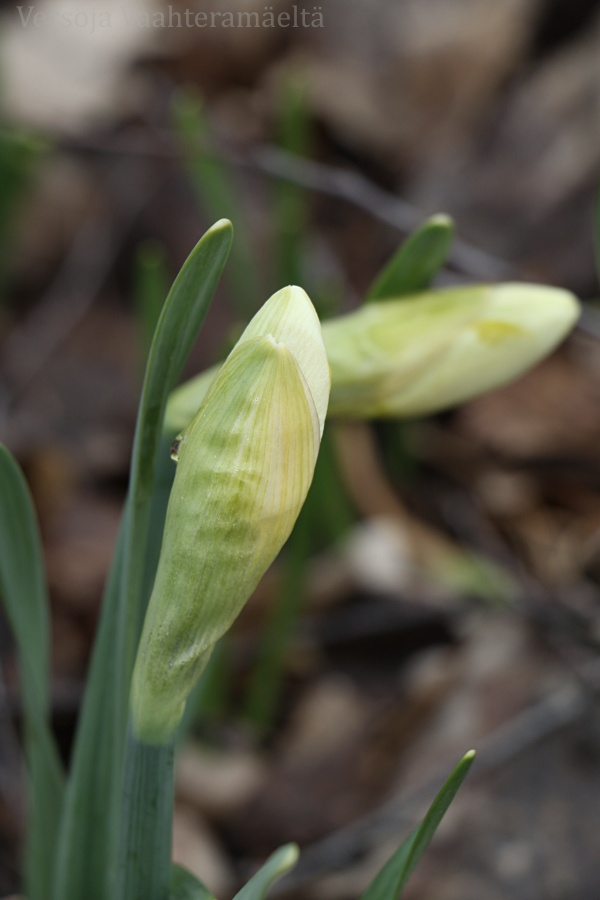 Pausella, Versoja Vaahteramaelta