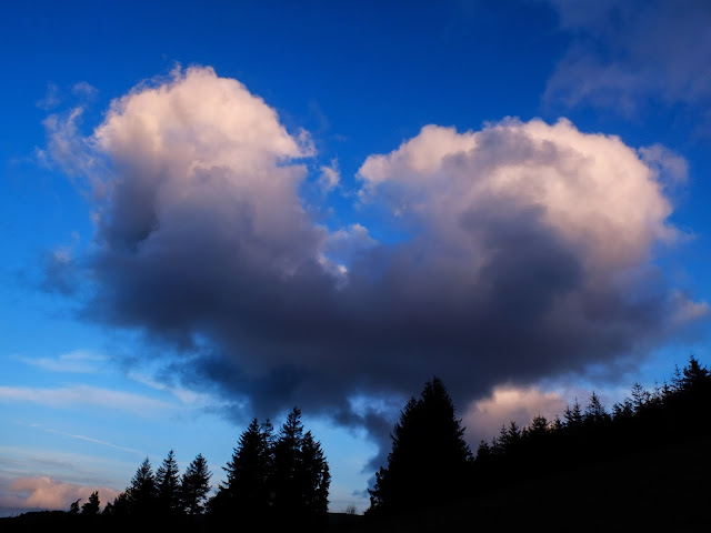 A giant heart shaped cloud over a conifer forest on top of a mountain.