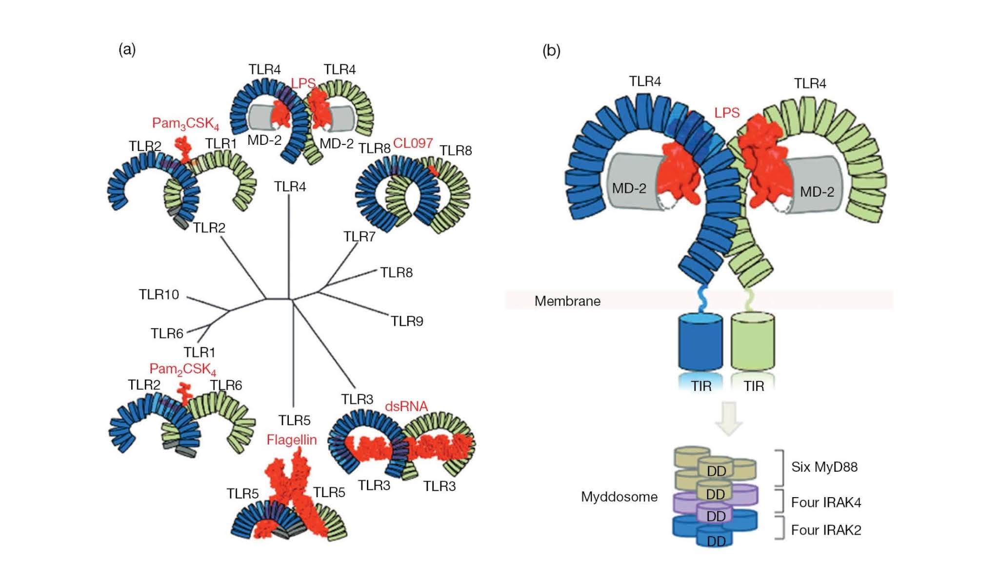 TLR family structure, ligand specificity, and signaling mechanism (a) Structures of TLRs bound to ligand and arranged into a phylogenetic tree. TLR family structure, ligand specificity, and signaling mechanism (a) Structures of TLRs bound to ligand and arranged into a phylogenetic tree.
