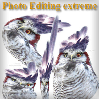 Photo Editing extreme showcase Hawk-Owl by Axel Culmsee