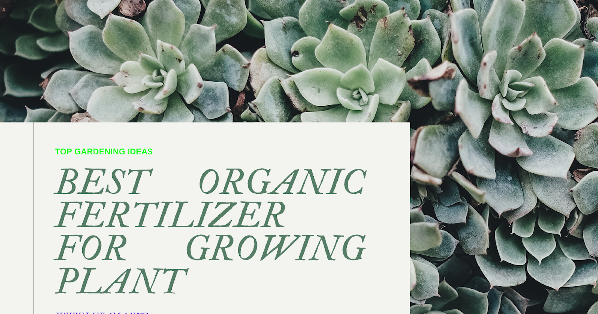 Top Natural Organic Fertilizer To Help Your Plants Grow
