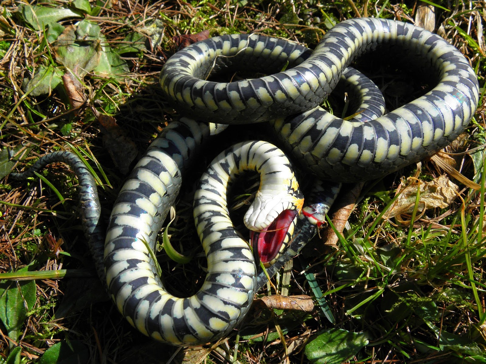 Don't Play with Dead Snakes — Kill Projects Before They Kill You