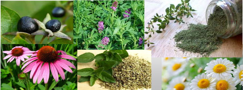 Benefit Of Herbs