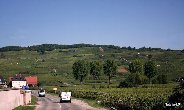 дорога вин Эльзаса, куда поехать, что посмотреть, Эльзас, Франция, аисты, вино
