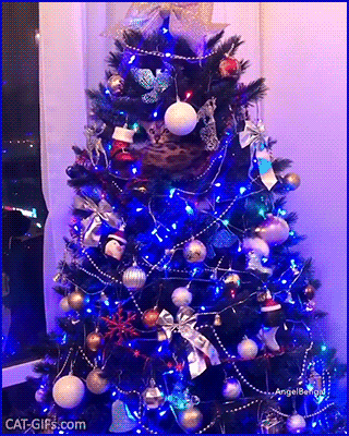 Christmas cat GIF • Bengal Cat chilling inside the Xmas tree. She is the cutest decoration ever Christmas cat GIF • Bengal Cat chilling inside the Xmas tree. She is the cutest decoration ever