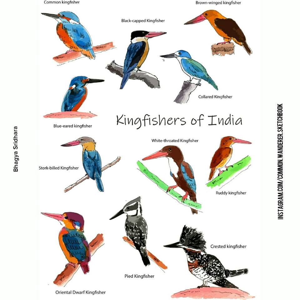 Freelance Talents Types of Kingfisher Birds (India)