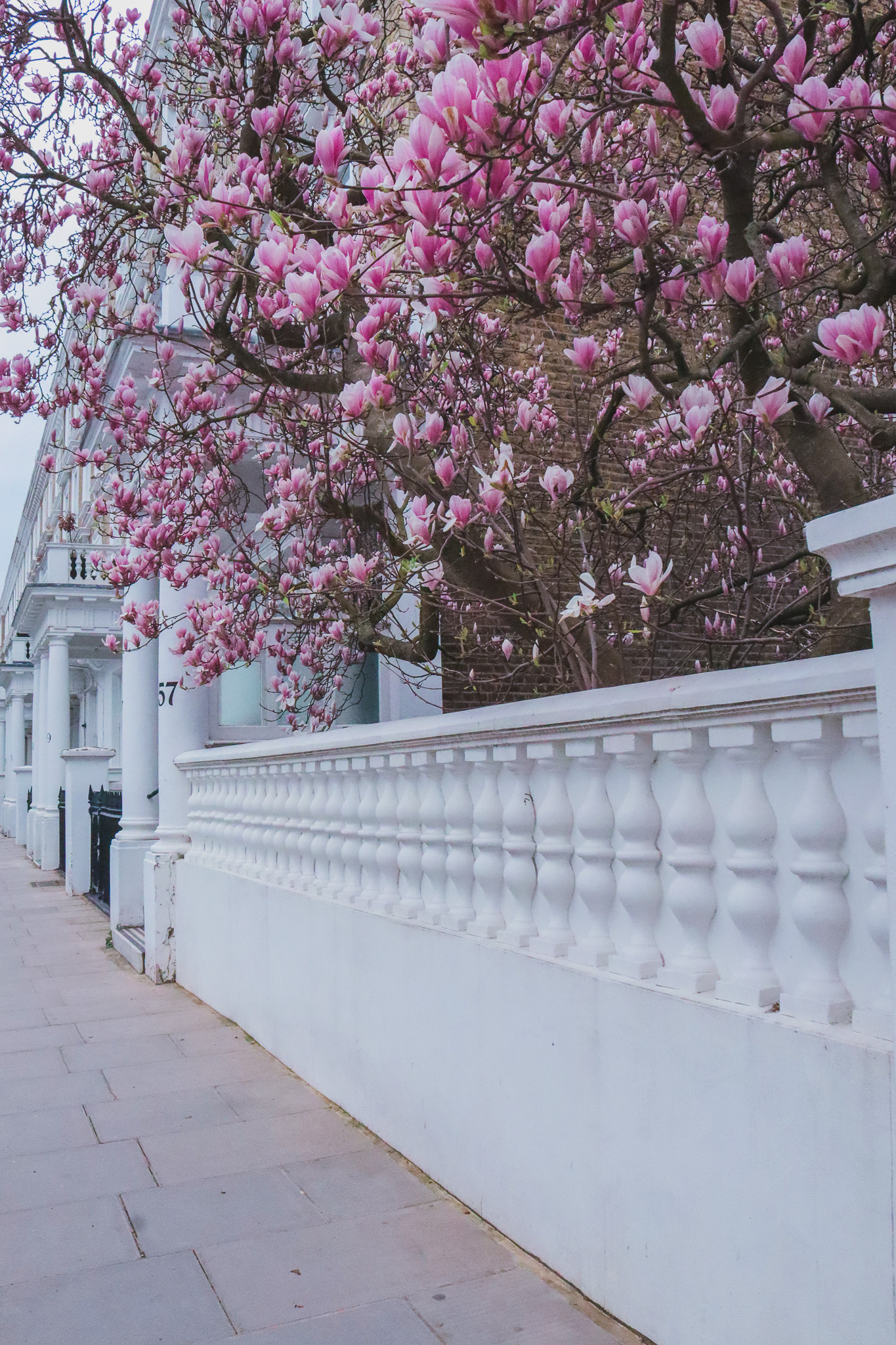 57 Harcourt Terrace magnolia blossoms