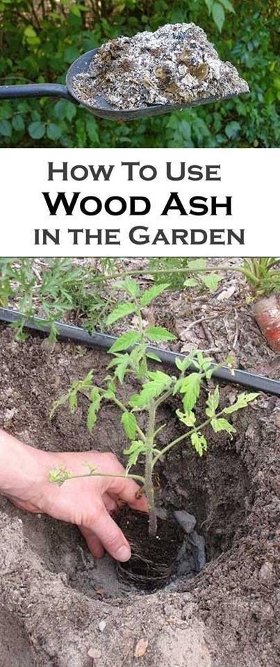 The Benefits Of WOOD ASH In The Garden Organic Gardening The Benefits Of WOOD ASH In The Garden Organic Gardening