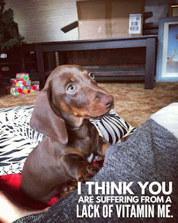 dachshund funny quotes