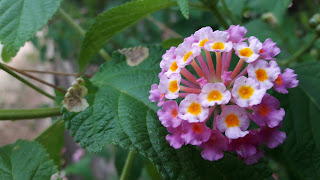  Pink Lantana camara